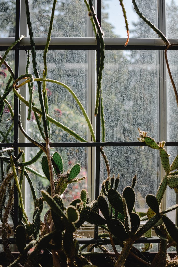 A collection of cacti basking in natural light inside a greenhouse with glass panel windows.