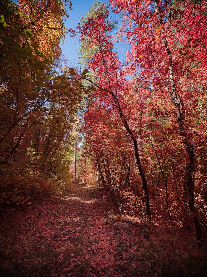 Pathway through a colorful autumn forest, showcasing vibrant fall foliage and fallen leaves.